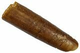Fossil Sauropod Dinosaur (Rebbachisaurus) Tooth - Morocco #332463-1